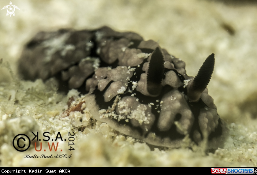 A NUDIBRANCH