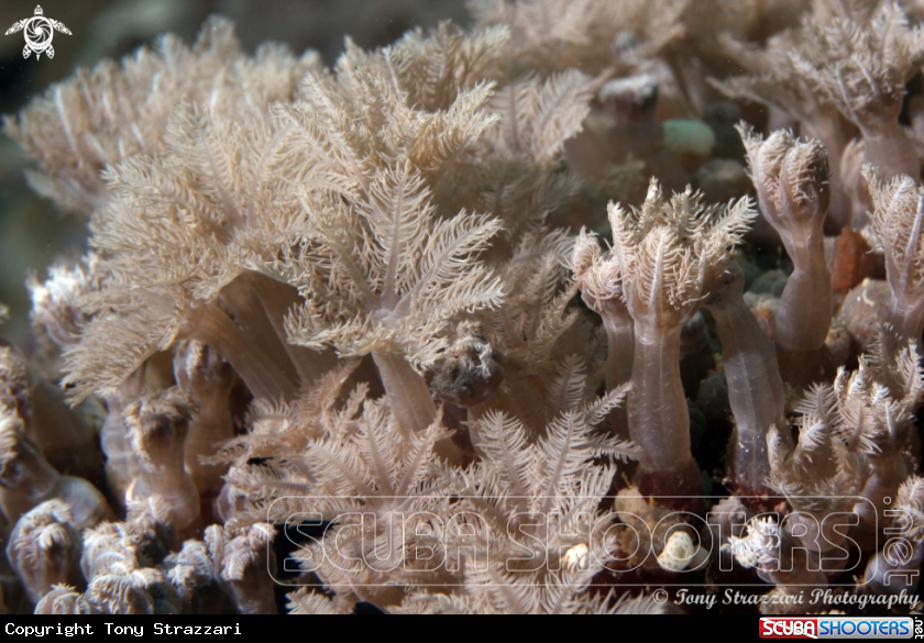 A Soft coral