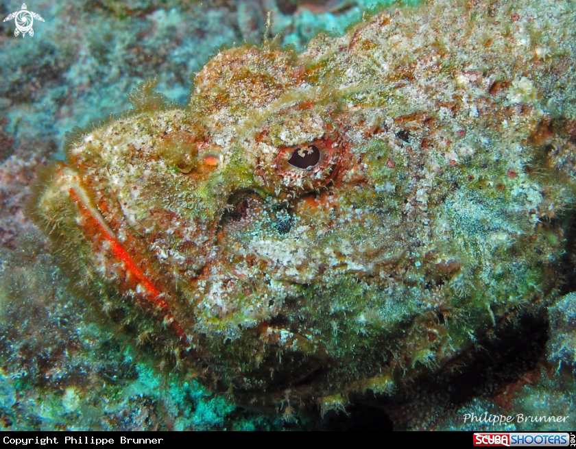 A Stone fish