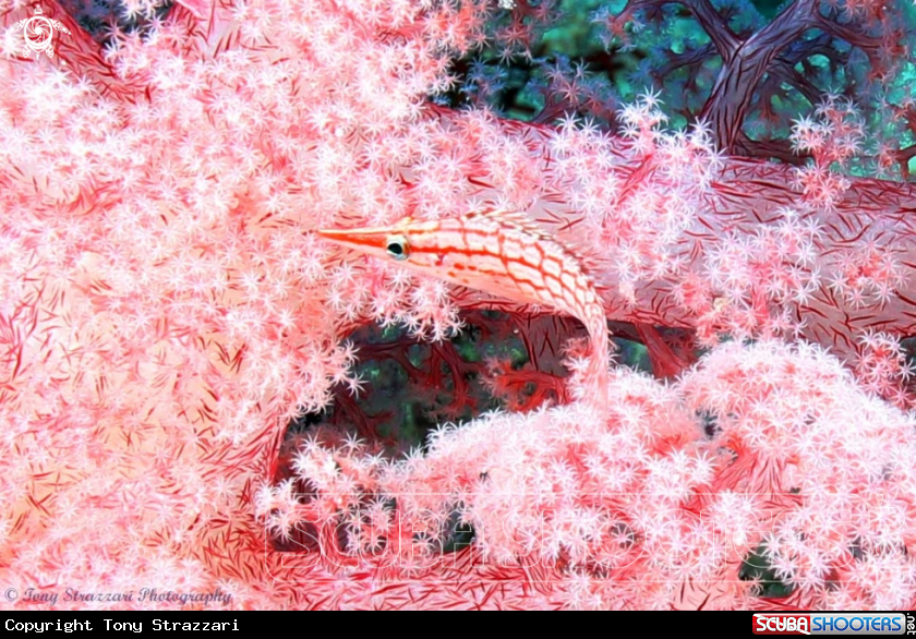 A Long-nose hawkfish