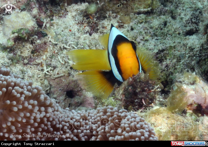 A Clarke's anemonefish