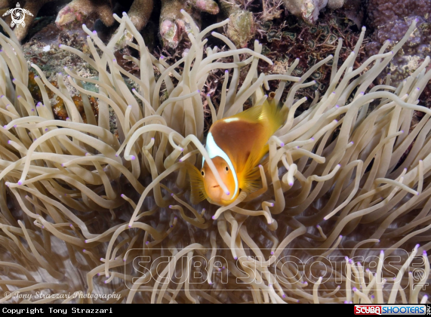 A White Bonnet Anemonefish