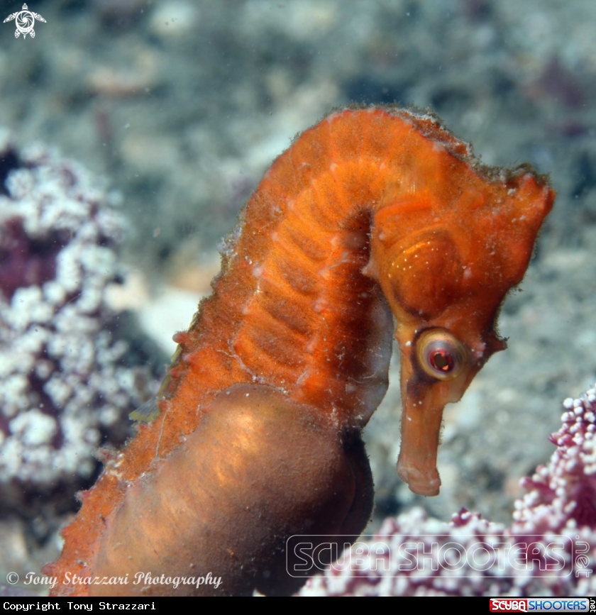 A White's seahorse