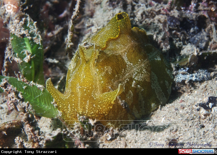 A Geographic Sea Hare