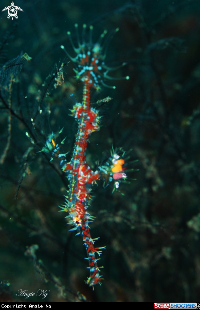 A Harlequin Ghost Pipefish