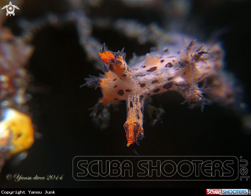 A Dendronatus nudi