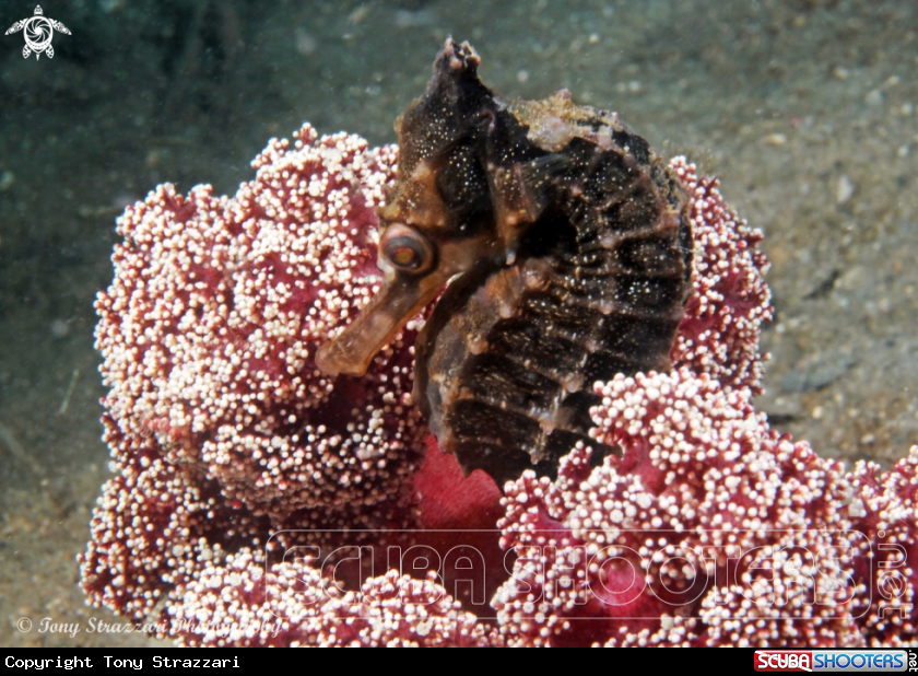 A White's seahorse