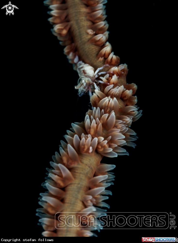 A Wire Coral Shrimp