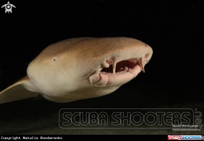 A Nurse shark