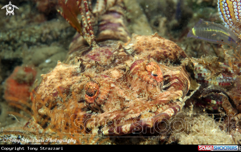 A Rock flathead