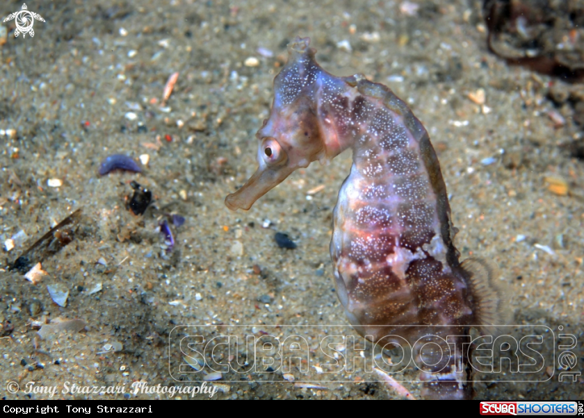 A White's seahorse