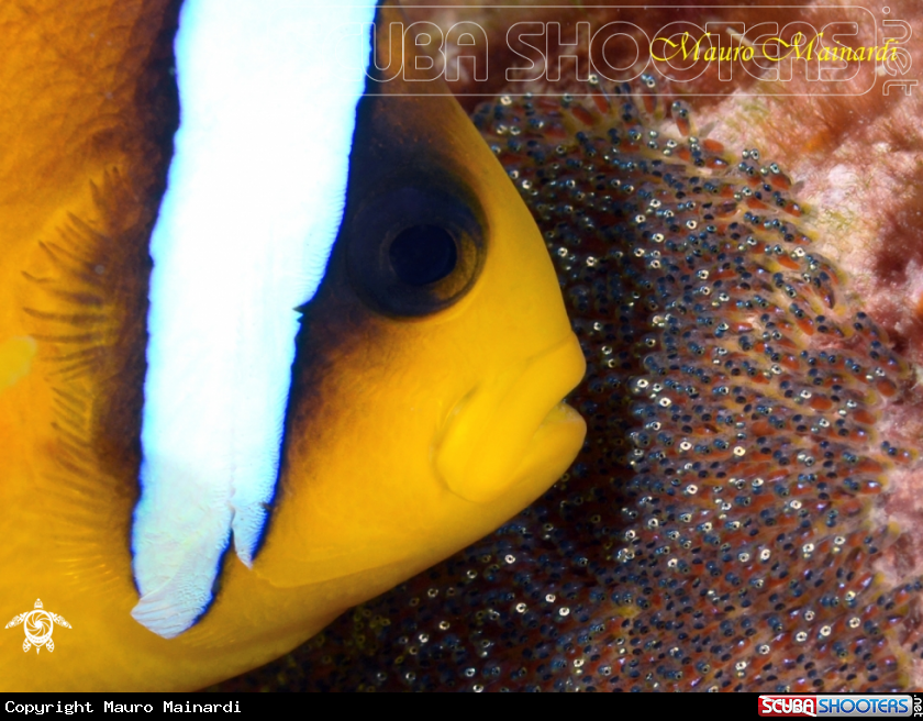 A Clownfish and eggs