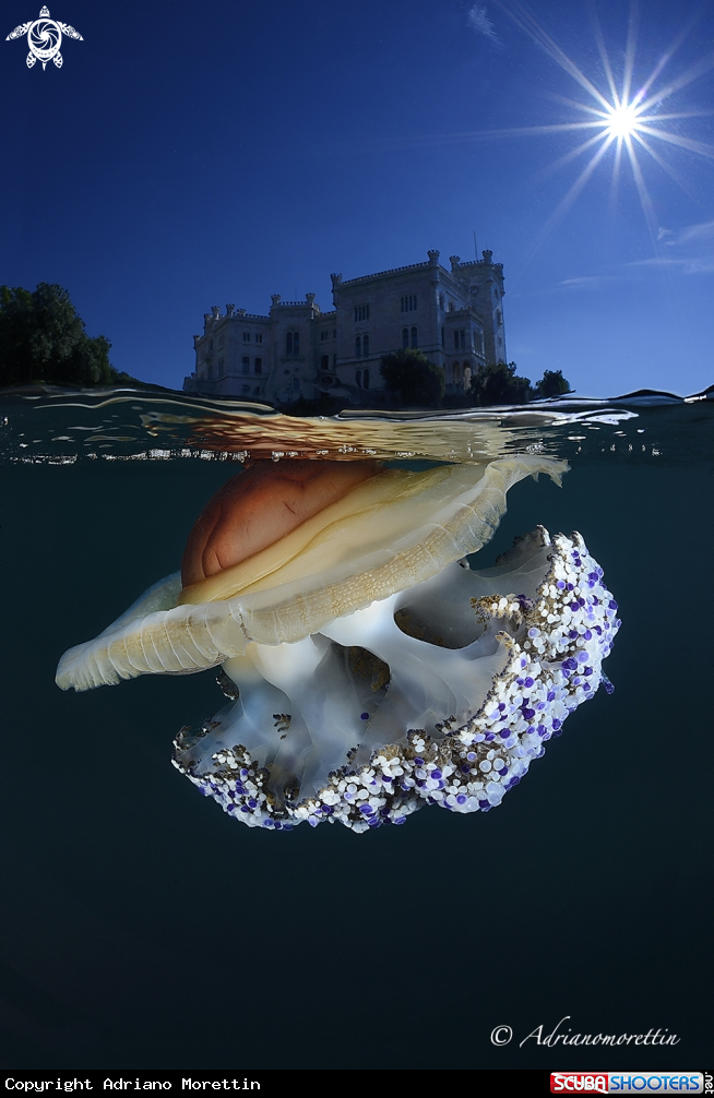 A Cassiopea mediterranea (Cotylorhiza tuberculata)  under Miramare Castle.