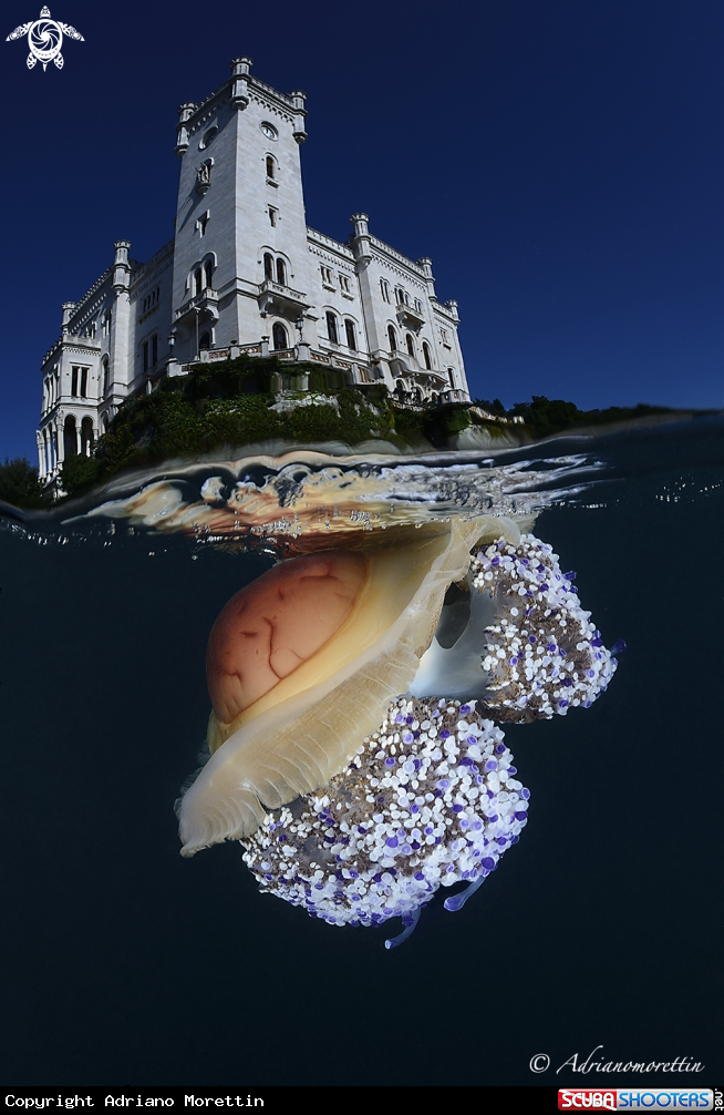 A Cassiopea mediterranea under Miramare Castle.