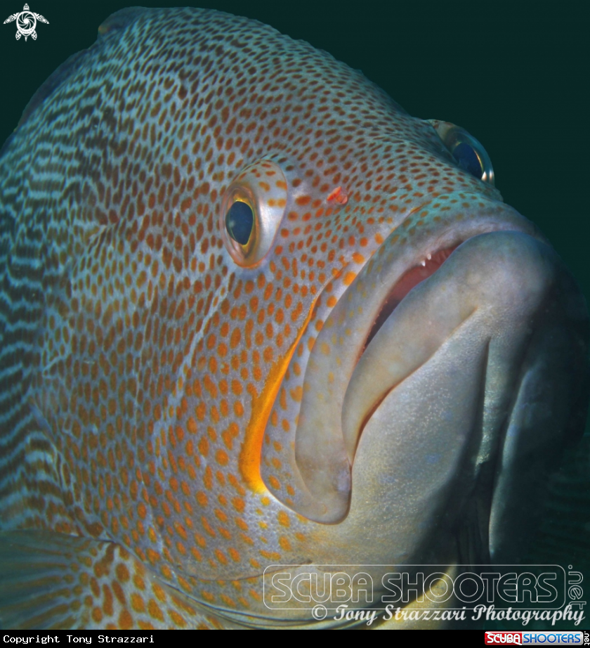 A Maori cod