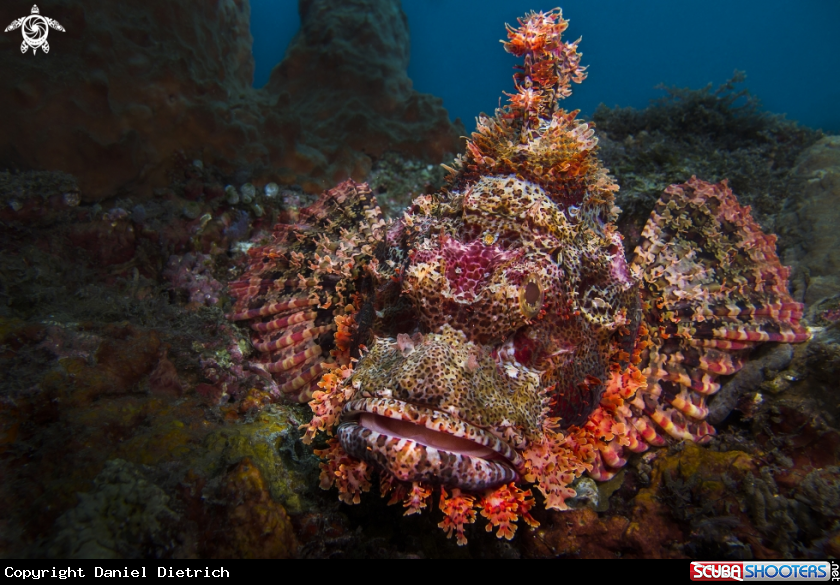 A Tassled Scorpionfish