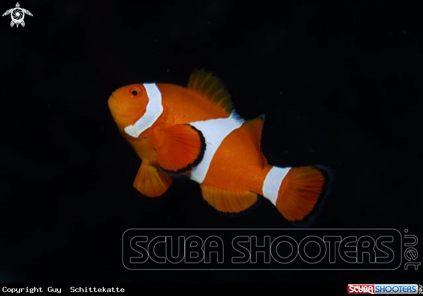 A Clown fish