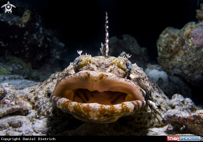 A Crocodile fish