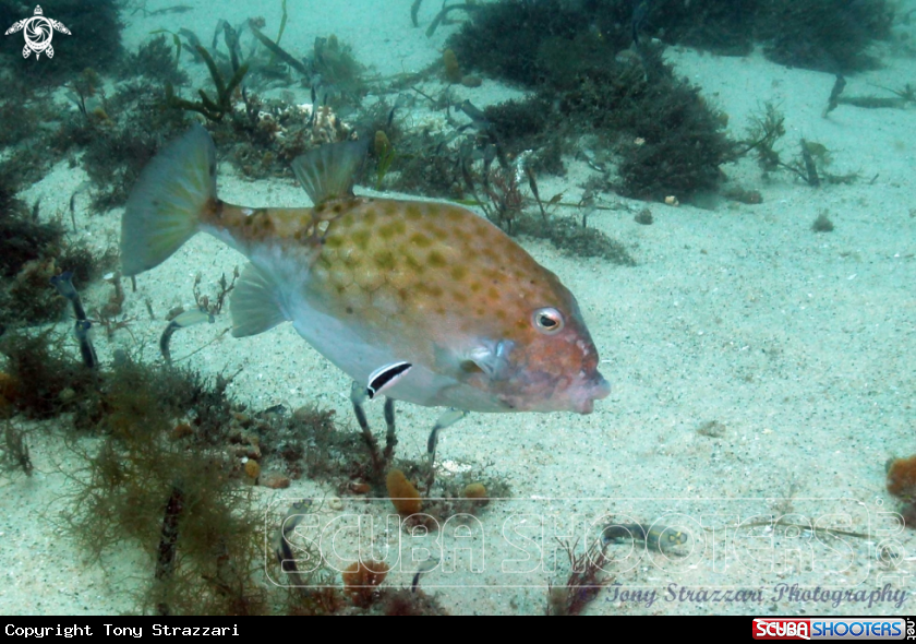 A Mosaic Leatherjacket and Cleaner Wrasse