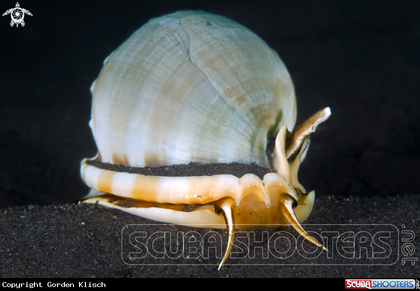 A underwater creature