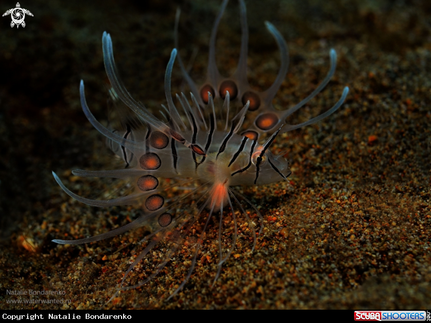 A Lion fish 