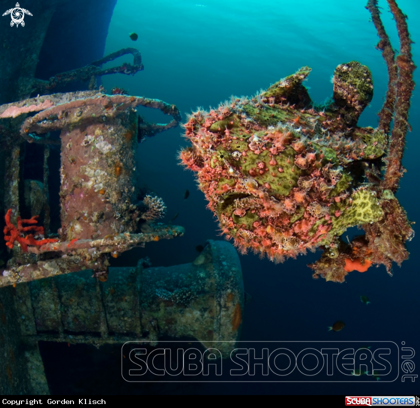 A Frogfish