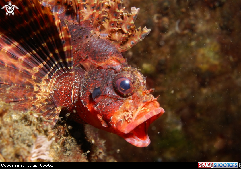 A Scorpion Fish