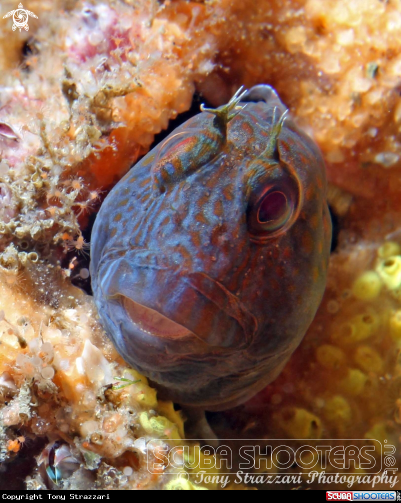 A Horned blenny