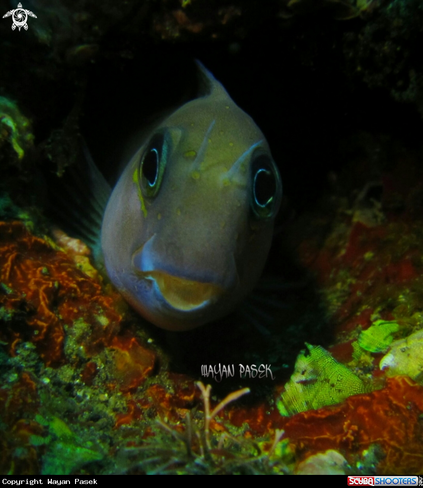 A Blenny