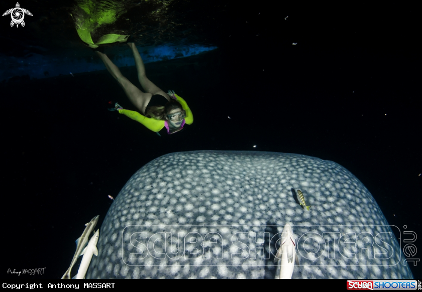 A Whale shark