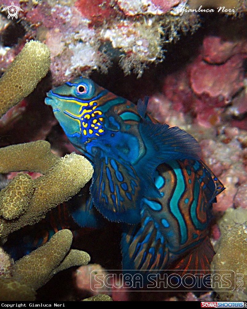 A Mandarin fish