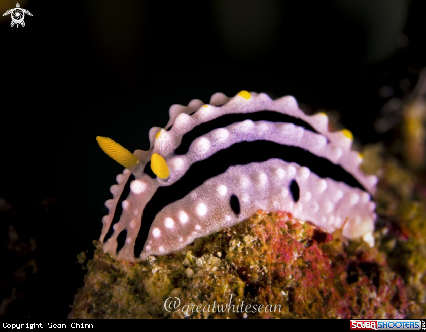 A Nudibranch