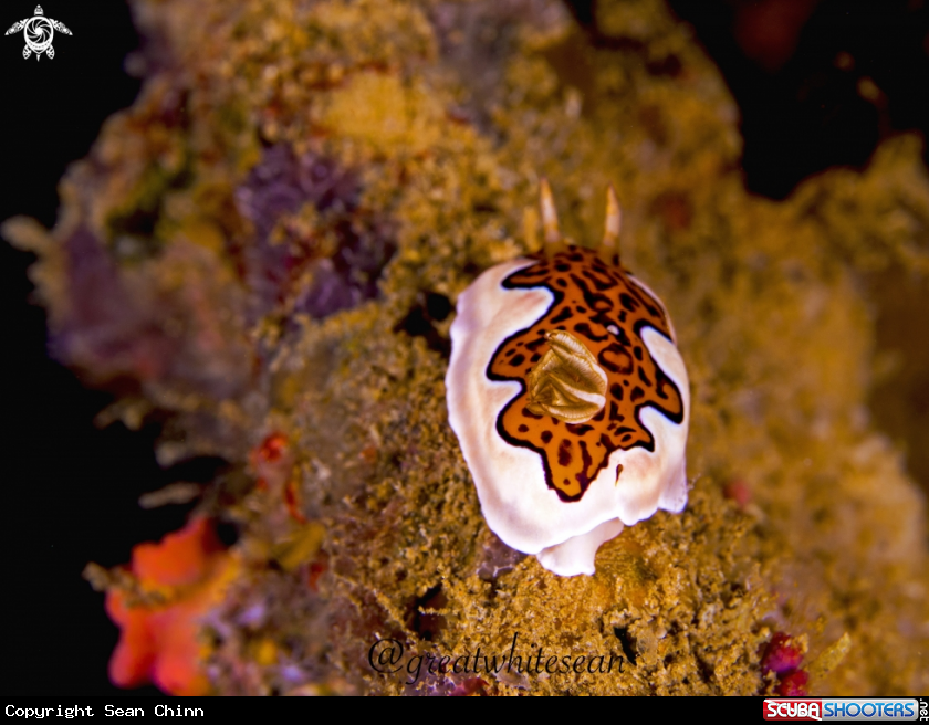 A Nudibranch