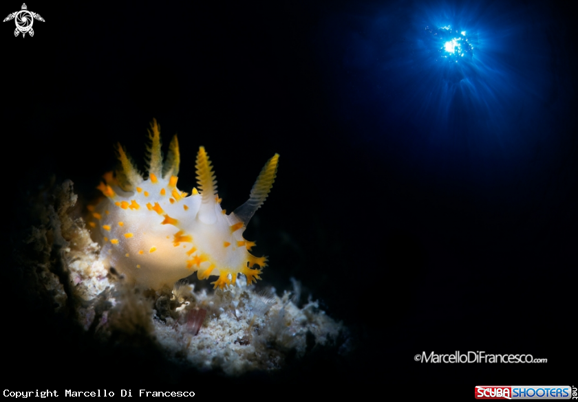 A Nudibranch