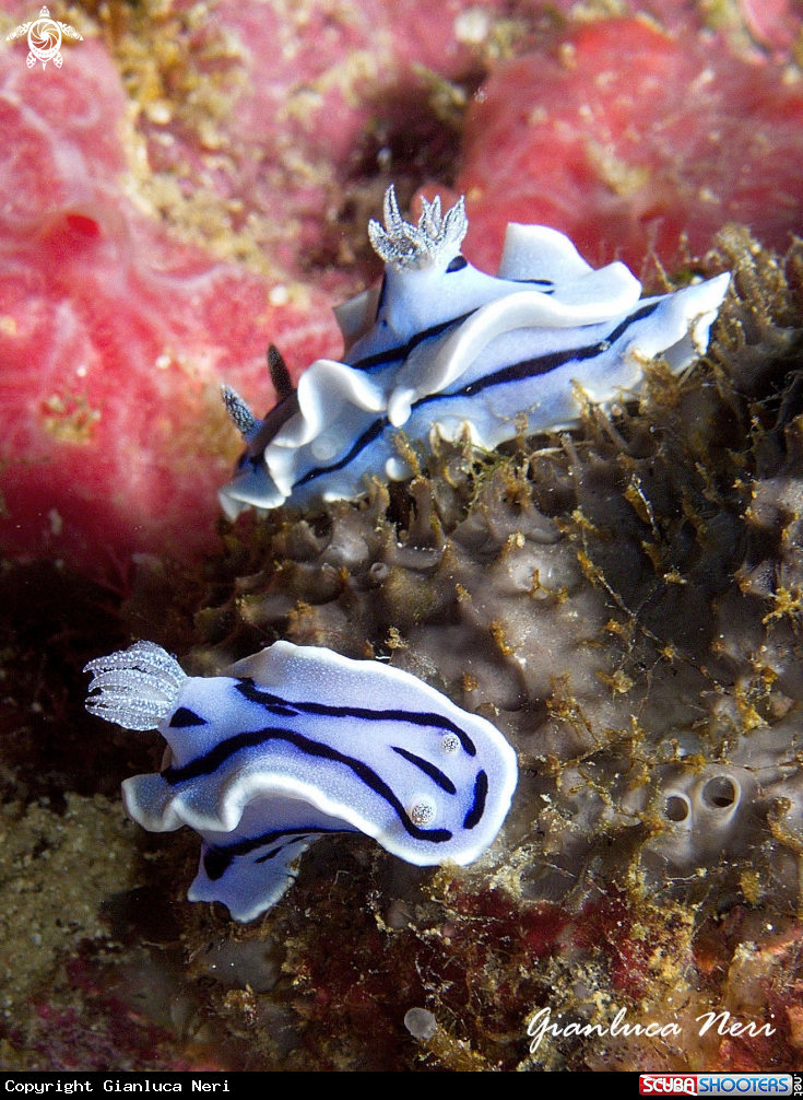 A Chromodoris 