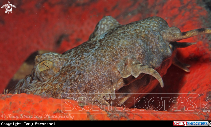 A Dwarf Ornate Wobbegong