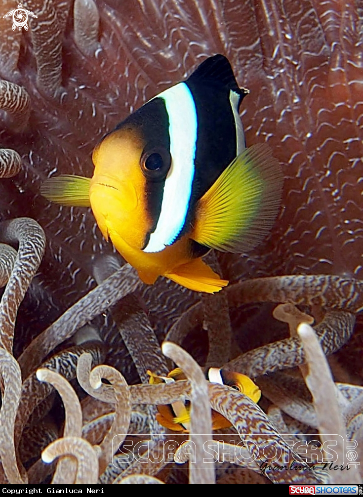 A Clownfish