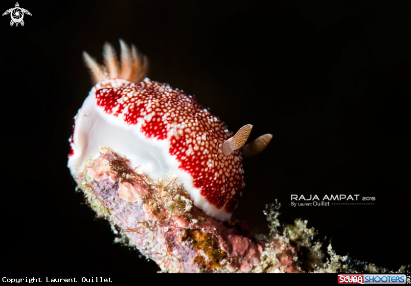 A Nudibranch