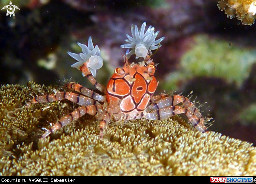 A Boxing Crab