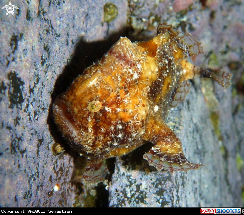 A Frog Fish