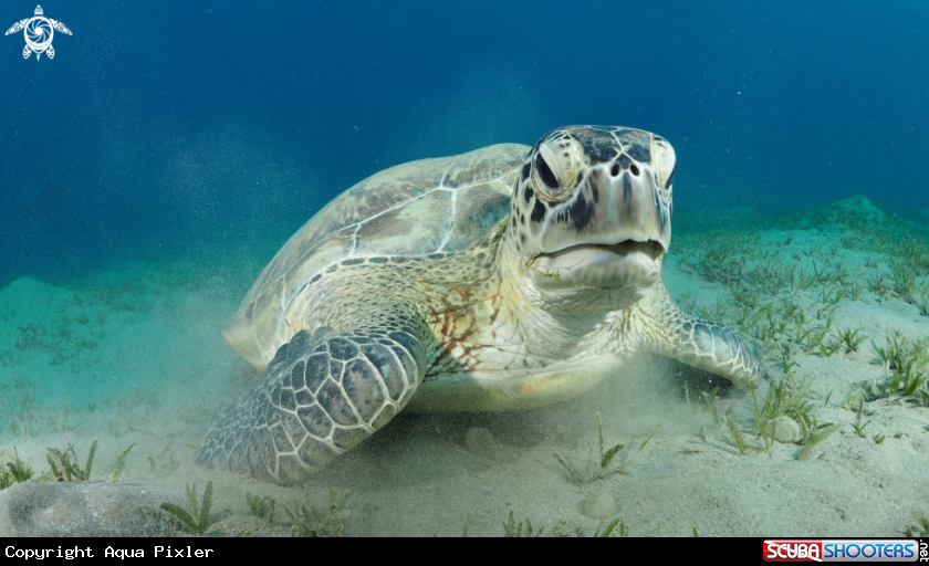 A Green Turtle