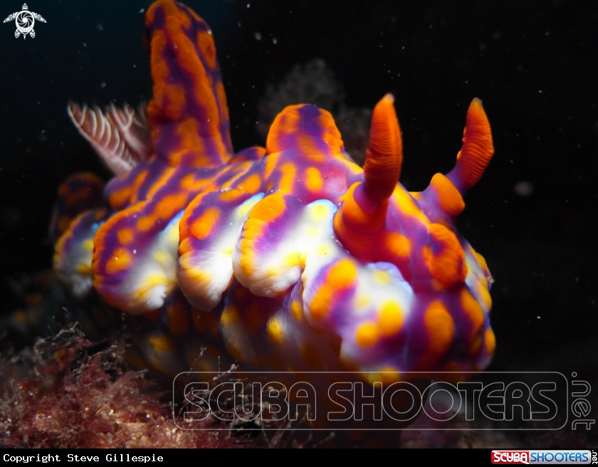 A Magnificent Ceratosoma