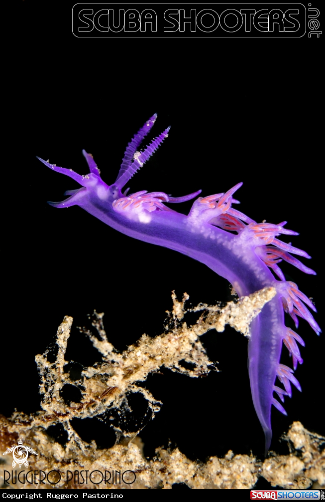 A Flabellina affinis