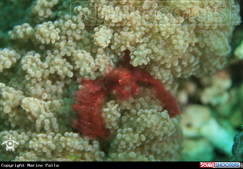 A crab
