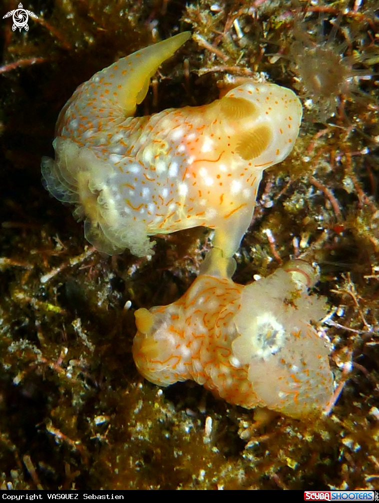 A Gymnodoris okinawae