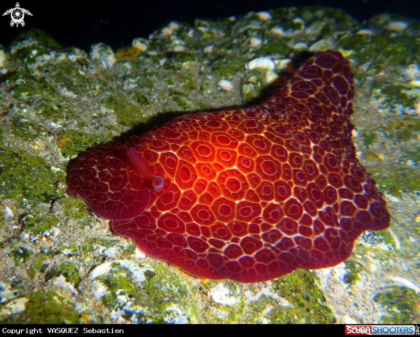 A Pleurobranchus grandis