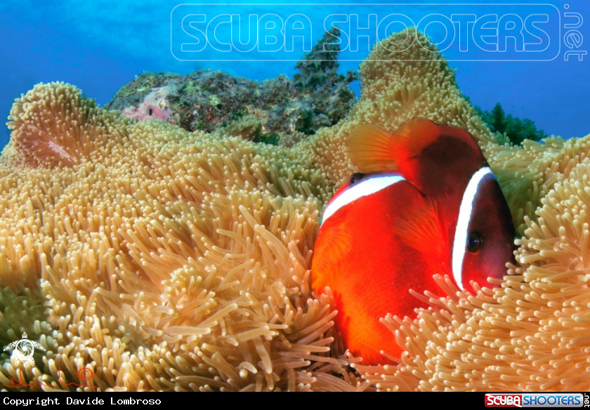 A soft coral