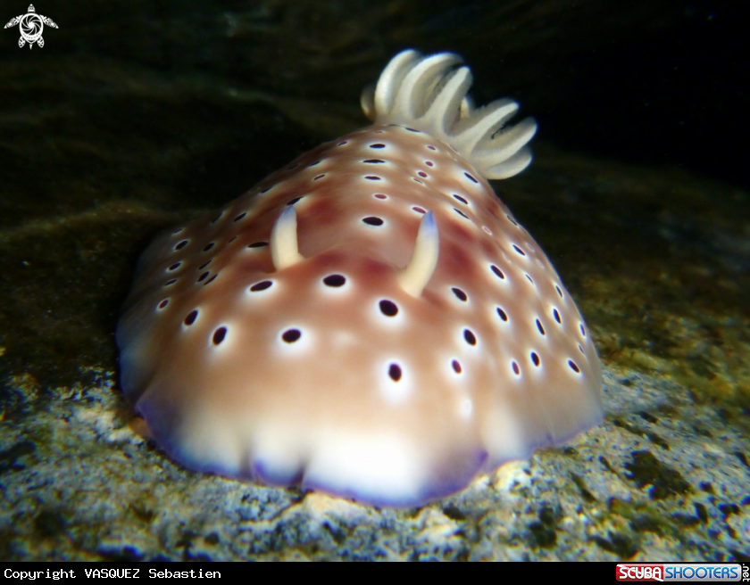 A Chromodoris cavae