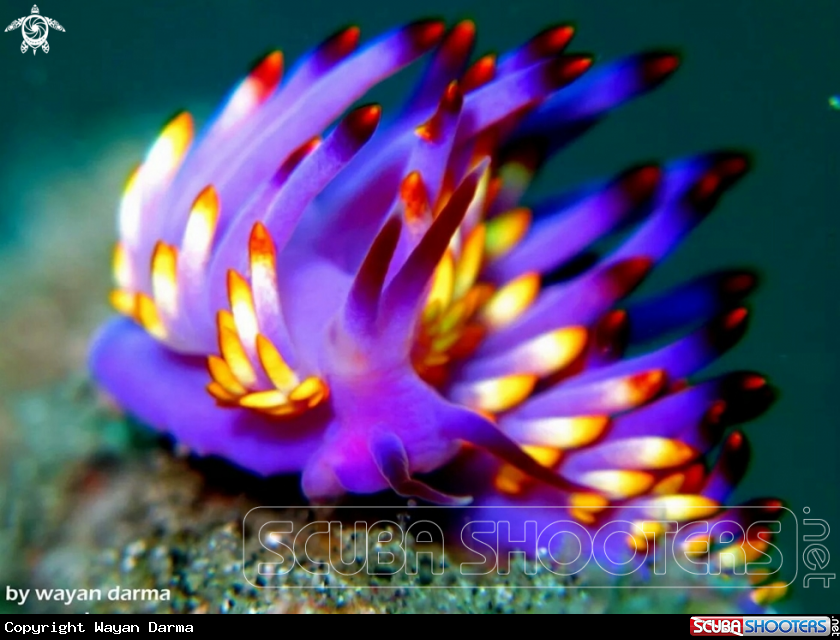 A nudibranch 