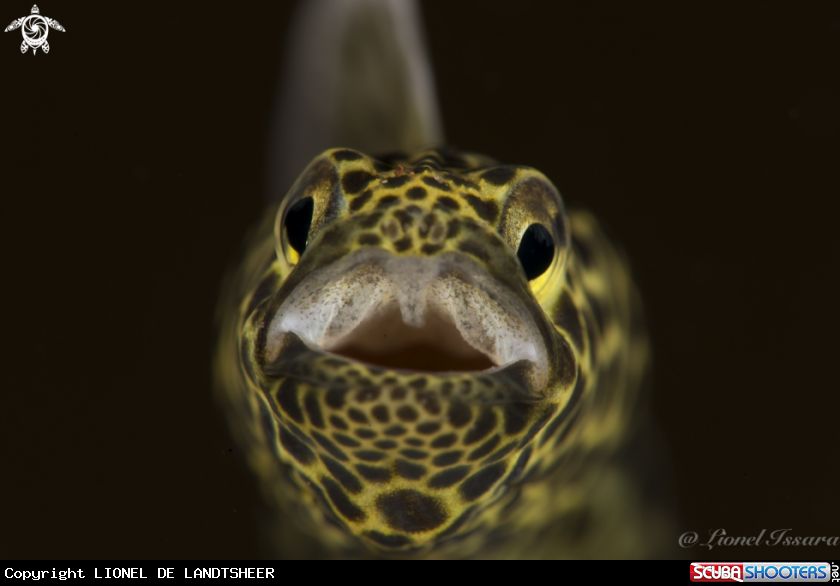 A Garden Eel 